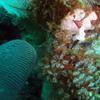 Picture taken during the dive