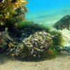 Picture taken during the dive