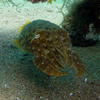 Picture taken during the dive