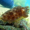 Picture taken during the dive