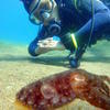 Picture taken during the dive