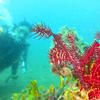 Picture taken during the dive