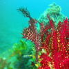 Picture taken during the dive
