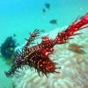 Picture taken during the dive