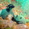 Picture taken during the dive