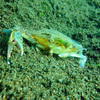 Picture taken during the dive