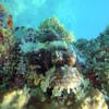 Picture taken during the dive