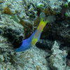 Picture taken during the dive