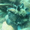 Picture taken during the dive
