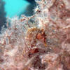 Picture taken during the dive