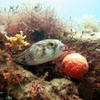Picture taken during the dive