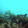 Picture taken during the dive