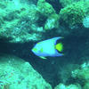 Picture taken during the dive