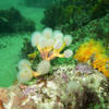 Picture taken during the dive