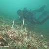 Picture taken during the dive