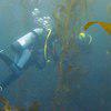 Picture taken during the dive
