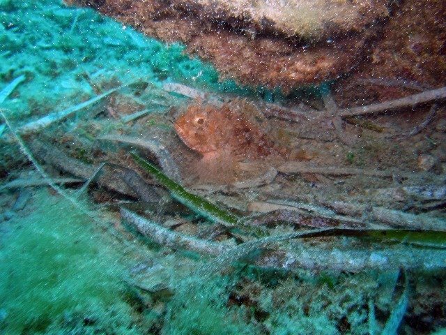 Cabo Tiñoso - Dive Center in Spain