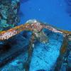Picture taken during the dive