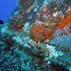 Picture taken during the dive