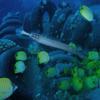 Picture taken during the dive