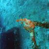 Picture taken during the dive