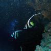 Picture taken during the dive