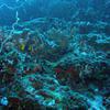 Picture taken during the dive