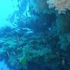 Picture taken during the dive