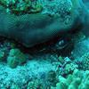 Picture taken during the dive