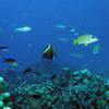Picture taken during the dive