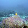 Picture taken during the dive