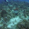 Picture taken during the dive