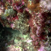 Picture taken during the dive