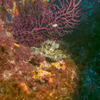 Picture taken during the dive