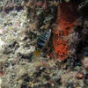 Picture taken during the dive