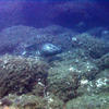 Picture taken during the dive