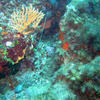 Picture taken during the dive