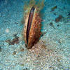 Picture taken during the dive