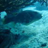 Picture taken during the dive
