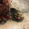 Picture taken during the dive