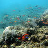 Picture taken during the dive