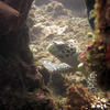 Picture taken during the dive