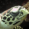 Picture taken during the dive