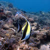Picture taken during the dive