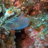 Picture taken during the dive