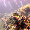 Picture taken during the dive