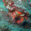 Picture taken during the dive