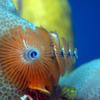 Picture taken during the dive