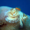 Picture taken during the dive