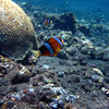Picture taken during the dive